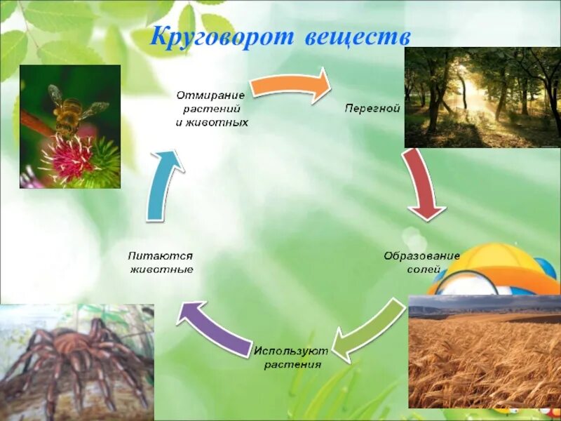 Круговорота веществ 3 класс. Модель демонстрирующая круговорот веществ. Модель демонстрирующая круговорот веществ в природе. Модель круговорот веществ 3 класс окружающий мир. Модель демонстрирующая круговорот веществ 3 класс окружающий мир.