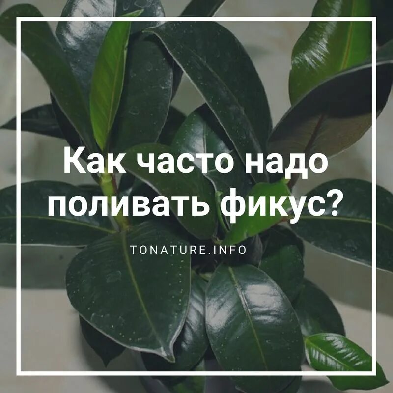 Фикус как часто поливать в домашних условиях. Фикус полив. Часто поливать фикус. Как часто надо поливать фикус. Сколько раз нужно поливать фикус.