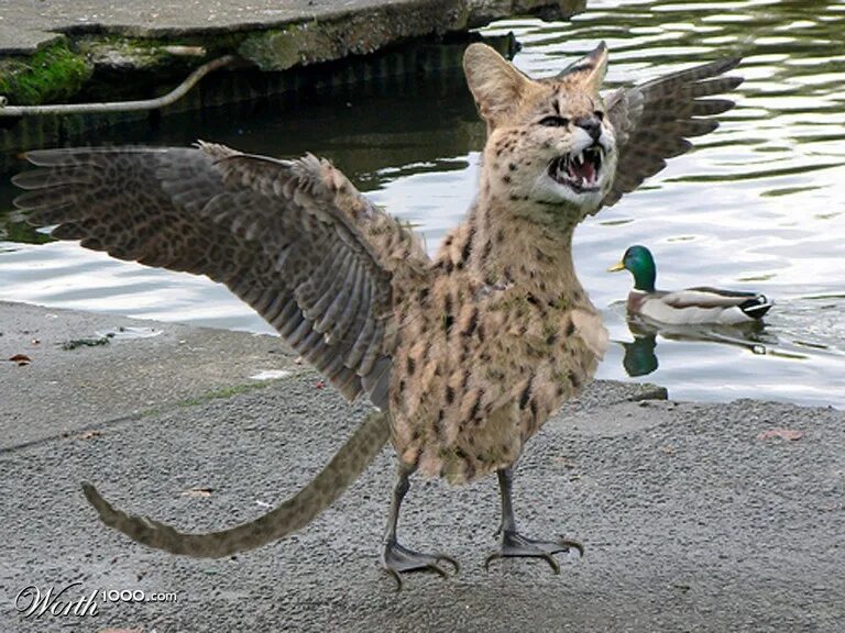 Funny Pic Dump (6.5.14) Funny pictures, Cute animals, Pics