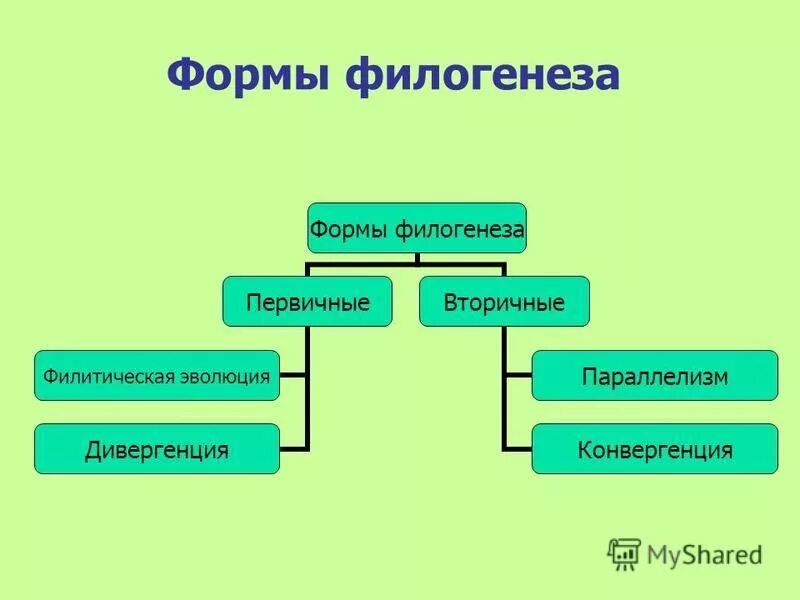 Основные формы филогенеза. Формы филогенеза таблица. Формы филогенеза эволюции групп.