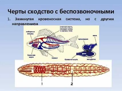 У каких животных имеется незамкнутая кровеносная система