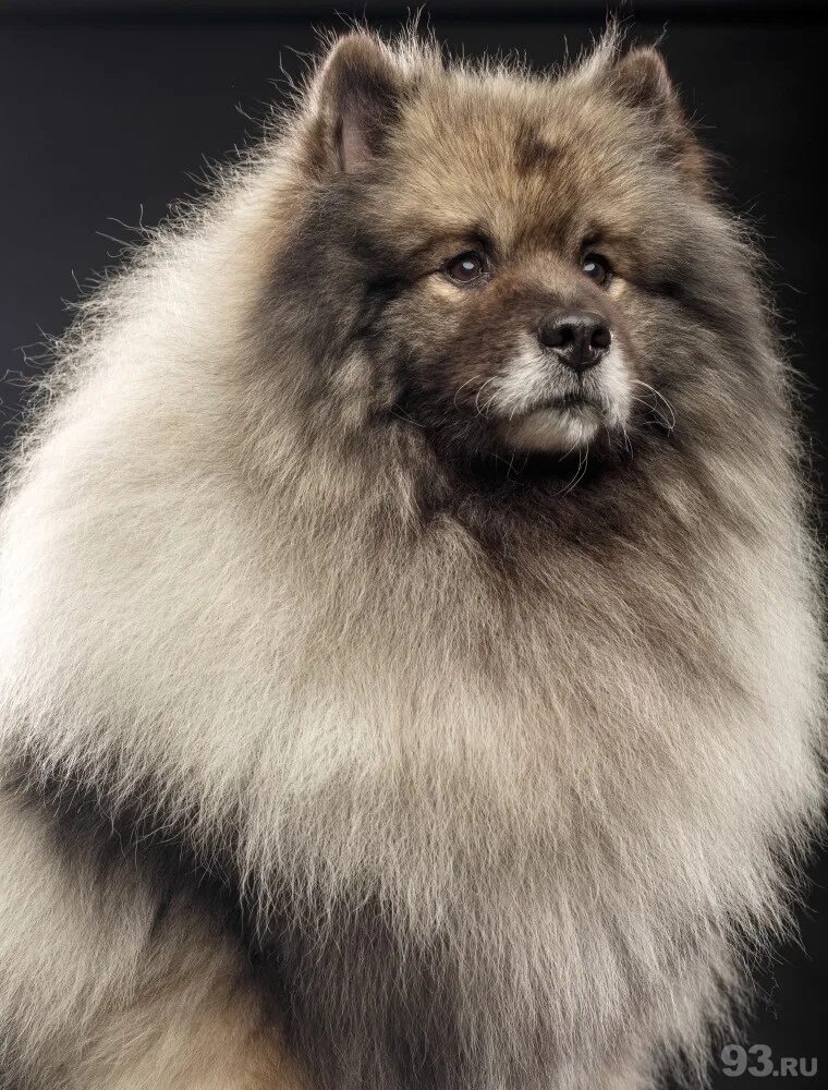 шпиц вульф. немецкий шпиц кеесхонд. немецкий вольфшпиц кеесхонд. шпиц вульф вольфшпиц. шпиц кеесхонд.