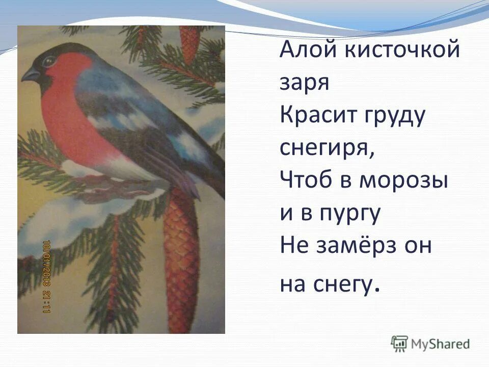 степанов лесные животные тактилом. информация о снегире. стих про снегиря. доброго зимнего дня снегири. птица синица и снегирь.
