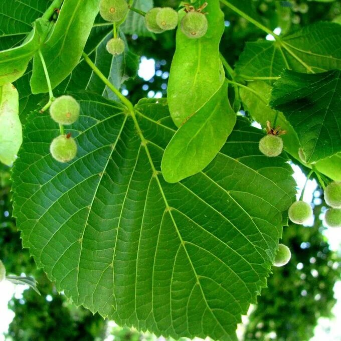 Tilia americana 'Nova' Tilia americana 'Nova' - Van den Berk Nurseries