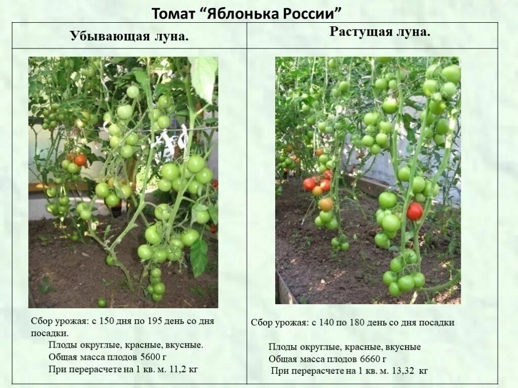 Томаты яблонька россии описание сорта отзывы. Яблонька России томаты рассада. Помидоры Яблонька России описание сорта. Семена томата Яблонька России описание. Рассада помидоры сорта Яблонька России.