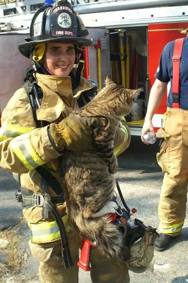 Пожарный спас котенка. Кошки спасатели. Коты пожарные. Кошечки спасают