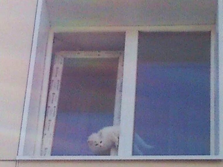 Кот застрял в окне. Коты застревают в окнах. Кошка на пластиковом окне. Кошка застряла в пластиковом окне. Кошка застряла в окне.