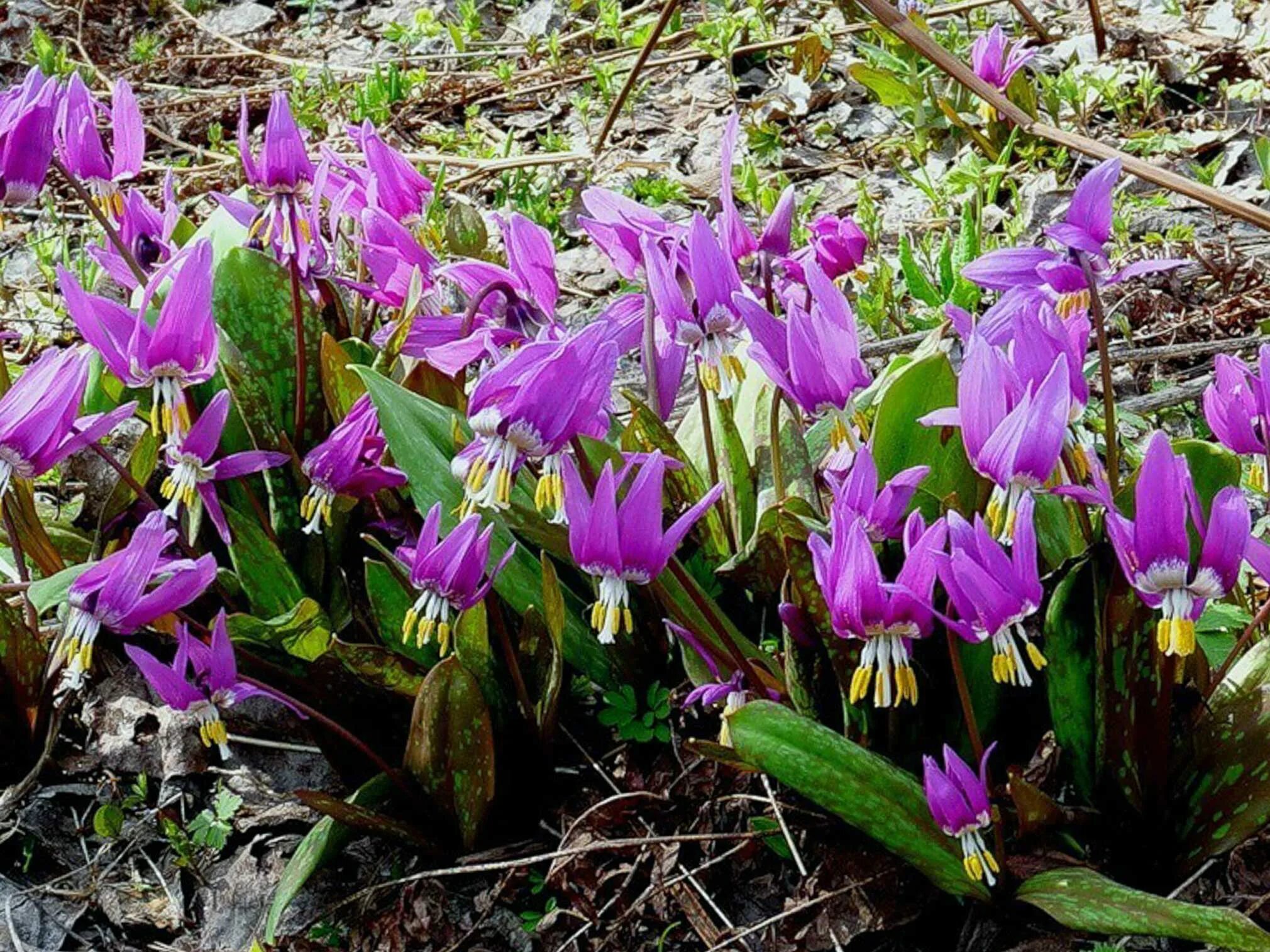 Кандык Сибирский. Цветок Кандык Сибирский. Кандык Сибирский ( Erythronium sibiricum).. Эритрониум Кандык. Лесные первоцветы названия