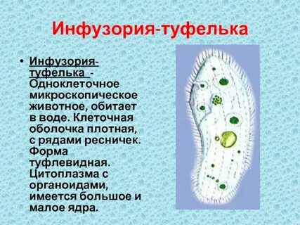 Какой образ жизни ведут инфузории