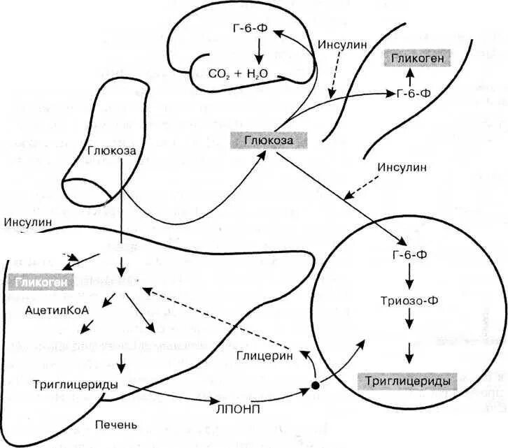 Поджелудочная железа синтез гликогена. Гликоген Глюкоза инсулин. Гликоген в глюкозу. Превращение гликогена в мышцах схема. Мышцы гликоген схема.