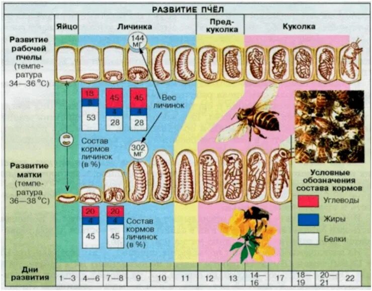 Таблица развития пчел. Развитие медоносной пчелы схема. Стадия цикла развития пчелы. Этапы развития личинки пчелы. Цикл развития пчелы трутня матки.