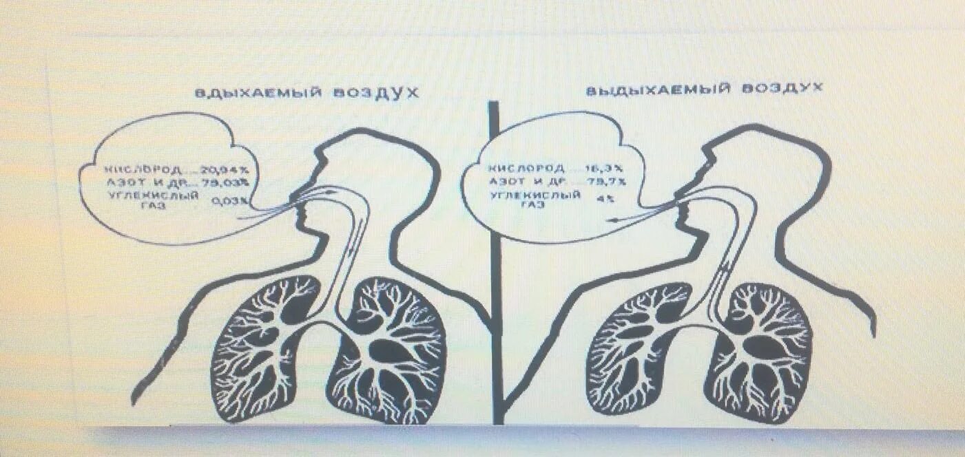 Дыши воздухом сколько. Состав вдыхаемого и выдыхаемого воздуха. Анализ вдыхаемого и выдыхаемого воздуха. Состав вдыхаемого выдыхаемого и альвеолярного воздуха. Таблица содержание вдыхаемого и выдыхаемого воздуха.