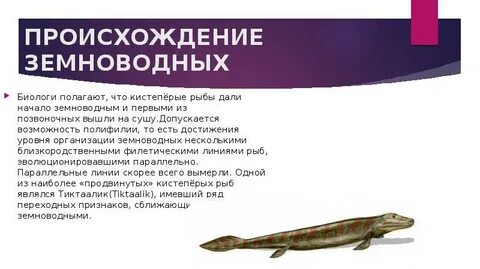 Земноводные произошли от рыб
