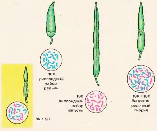 Капустно-редечный гибрид Карпеченко. Карпеченко гибрид редьки и капусты. Преодоление бесплодия межвидовых гибридов. Карпеченко. Опыт Карпеченко капустно редечный гибрид. Бесплодие у растений