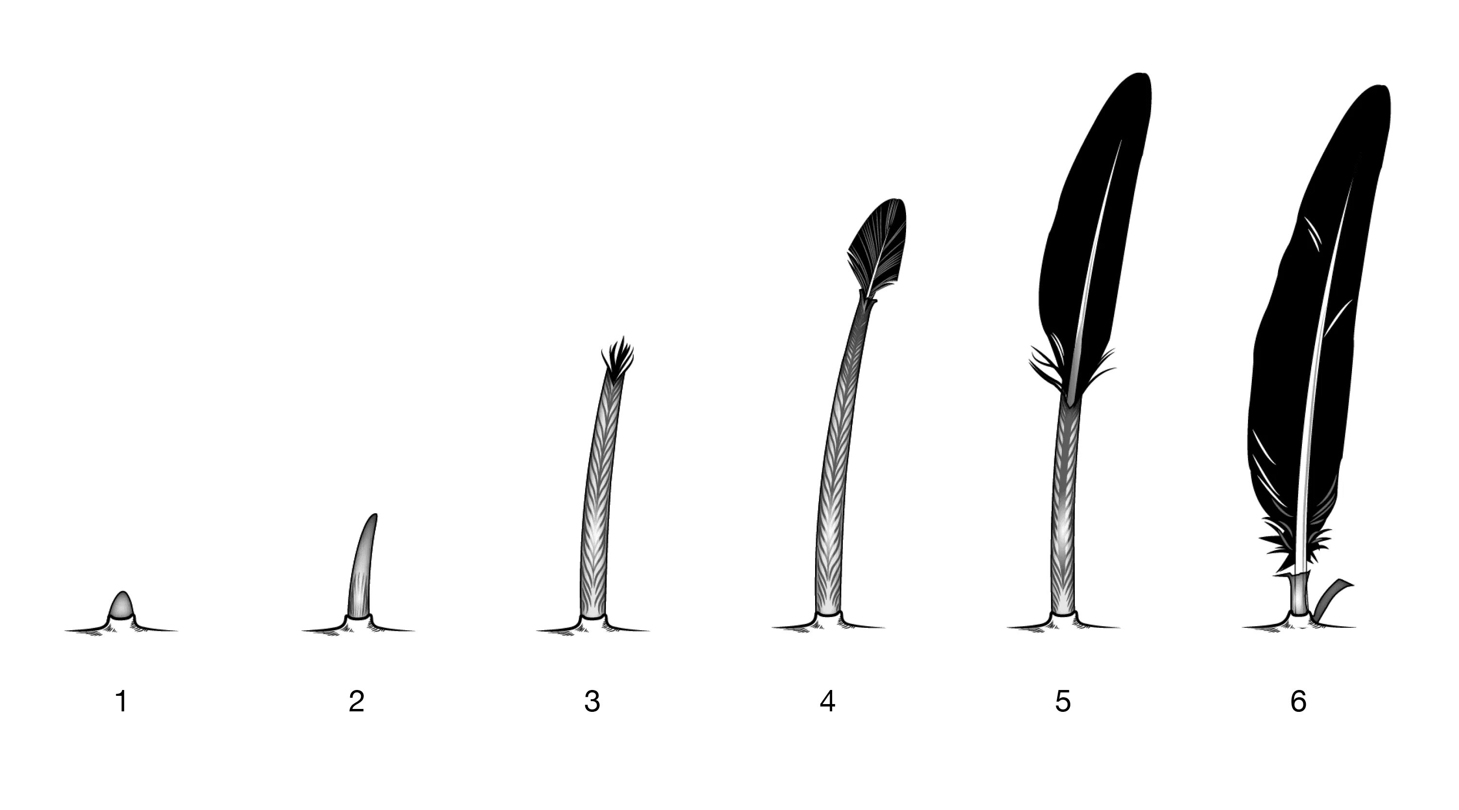 Длина пера