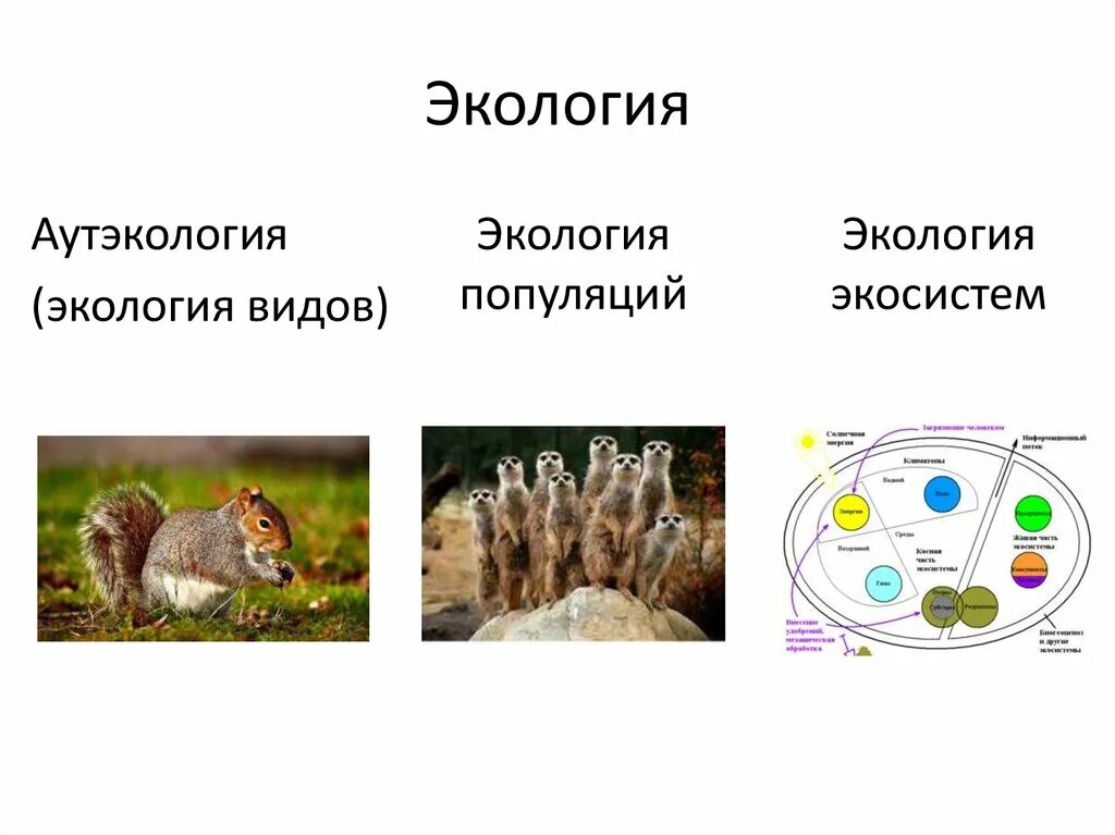 Аутэкология. Популяция это в экологии. Виды экологии аутэкология. Аутэкология демэкология.