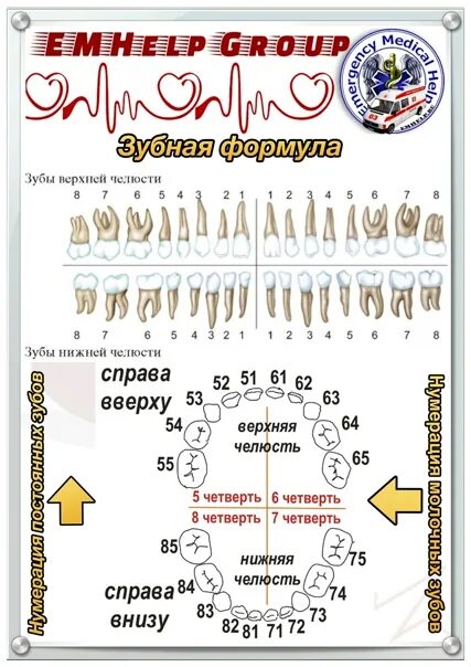 Составьте зубную формулу