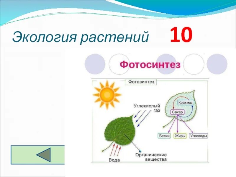 Обмен веществ у растений тест 6 класс. Схема фотосинтеза у растений. В результате фотосинтеза растение. В процессе фотосинтеза происходит. Фотосинтез у живой клетки.