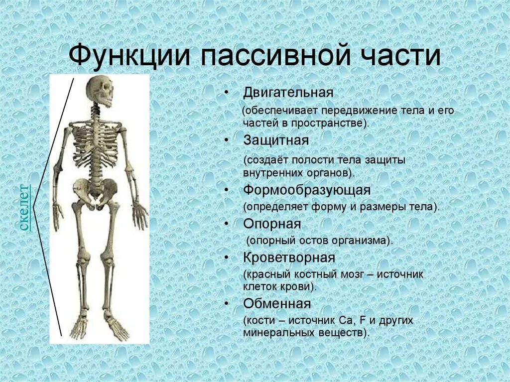 Опорно двигательная система какие функции. Функции пассивной части опорно-двигательного аппарата. Опорно двигательный аппарат скелет человека. Ода опорно двигательный аппарат. Опорно двигательная система активная и пассивная часть.