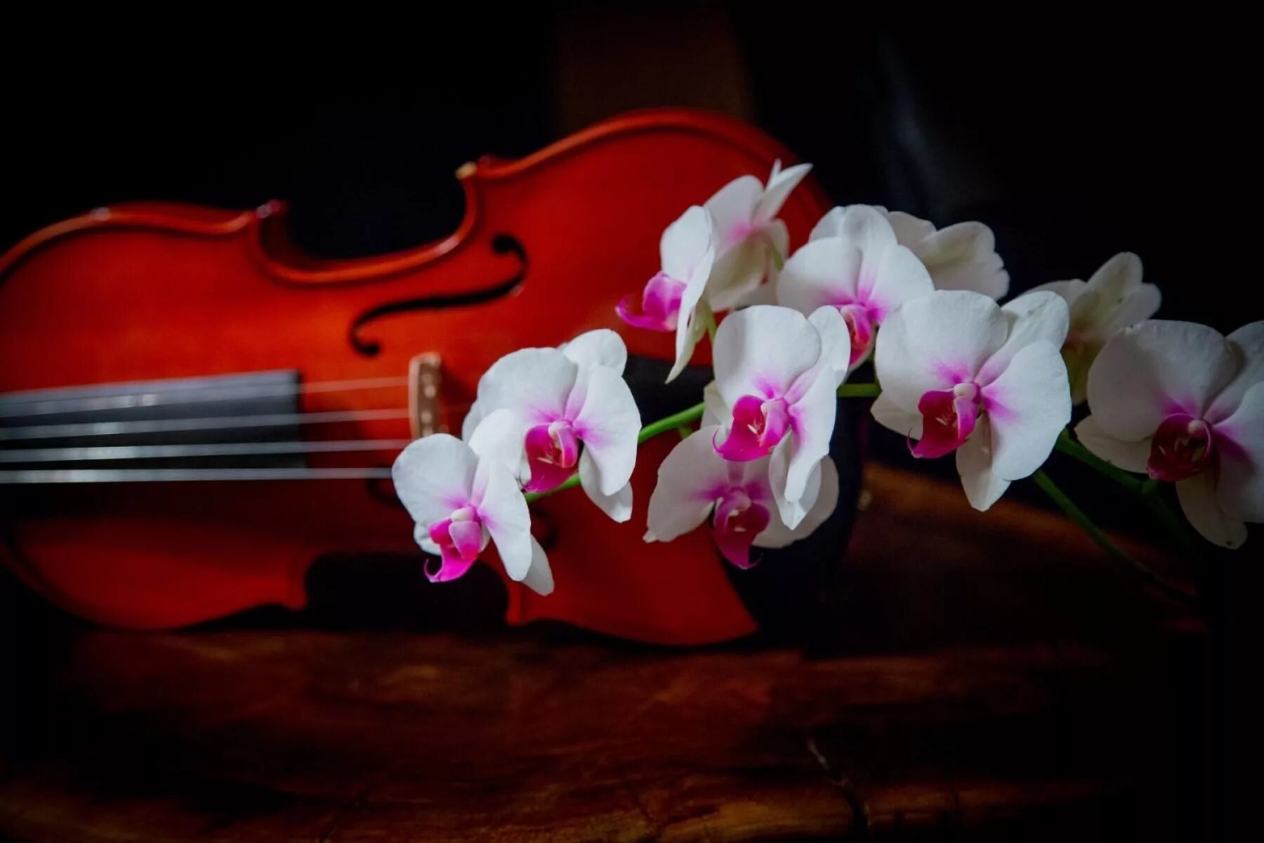 Фаленопсис Виолин. Фаленопсис Violin. Фаленопсис сорт Виолин. Фаленопсис Вивальди. Весенняя скрипка