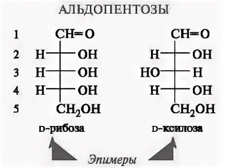 2-Дезокси-d-рибоза. 2-Дезокси-d-рибоза изомеры. Рибоза формула Фишера. Моносахариды формулы Фишера. Окисление рибозы