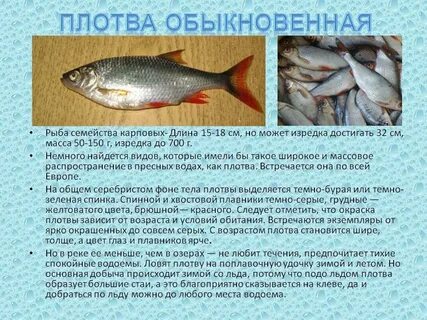 Рыба фото описание
