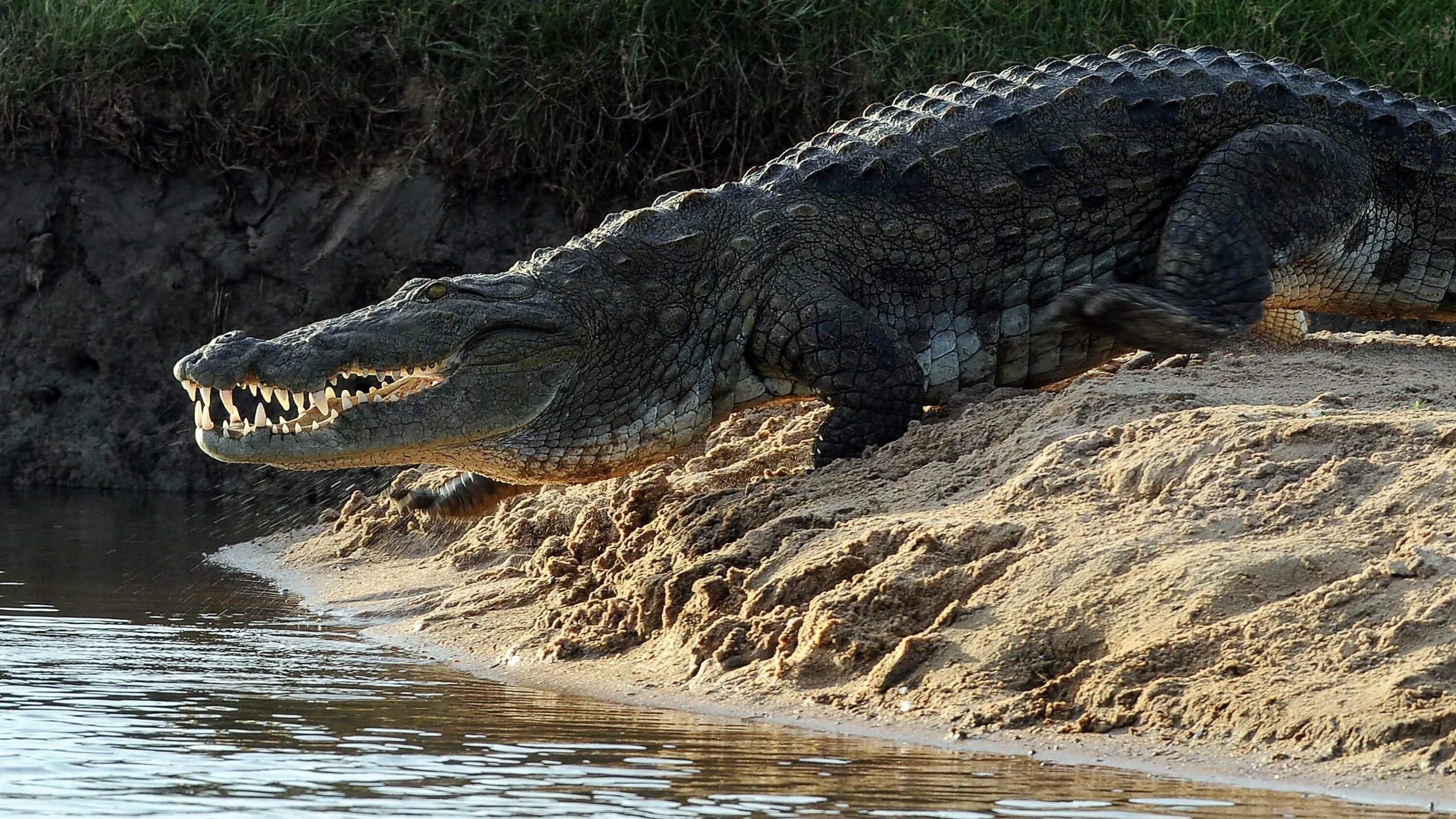 Большая крокодила где послушать. Нильский и гребнистый крокодил. Австралийский гребнистый крокодил. Нильский крокодил Crocodylus niloticus. Гребнистый крокодил Шри Ланка.