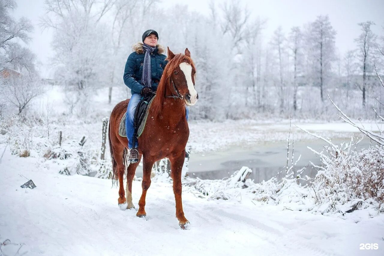 зимние конные прогулки. фотосессия с лошадкой зимой. зимняя прогулка на лошадях. зимняя фотосессия с лошадью. лошади зимой.