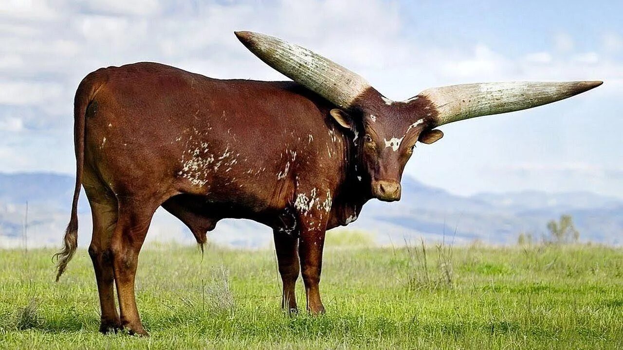 Крупный рогатый зверь массивного телосложения. Африканская корова ватусси. Бык ватусси. Бык породы ватусси. Ватусси дикий бык.