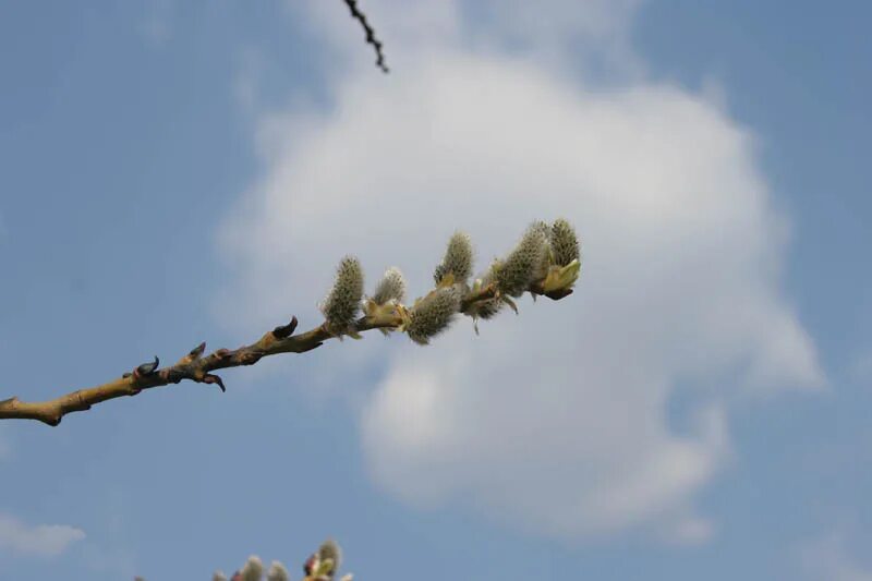 Весна верба. Звезды как вербочки распухают в прозрачных облаках. Звезды как вербочки распухают в прозрачных облаках. Звезды как вербочки распухают в прозрачных облаках. Звезды как вербочки распухают в прозрачных облаках.
