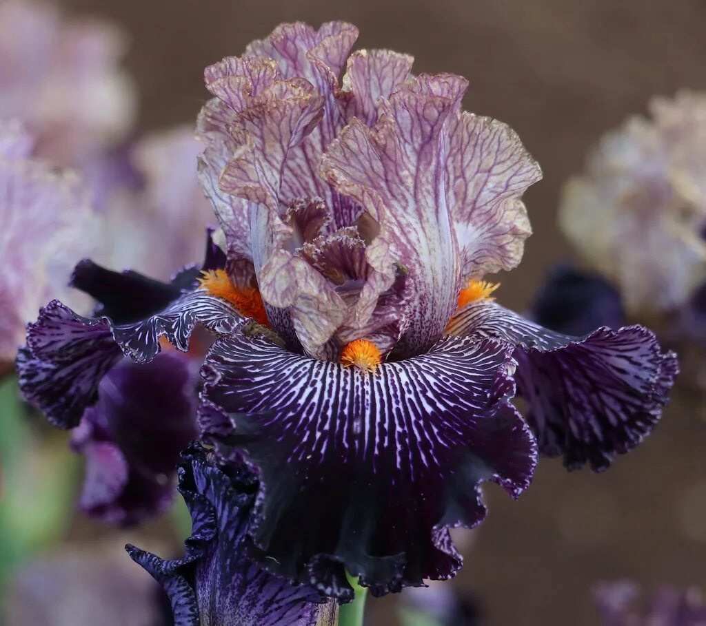 ирисы 2023 год