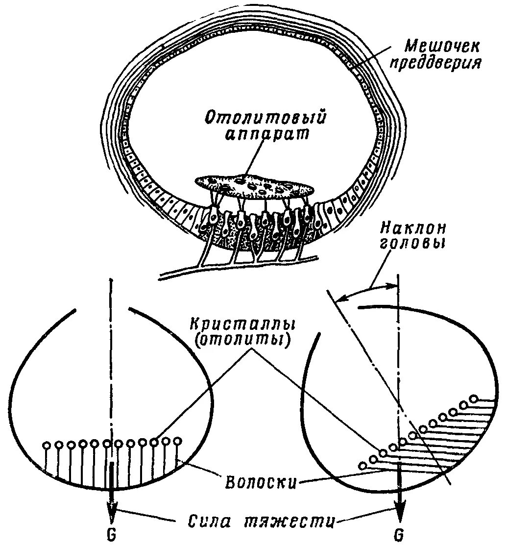 Строение мешочков. Строение вестибулярного аппарата мешочки. строение отолитового аппарата преддверия. отолиты в вестибулярном аппарате.