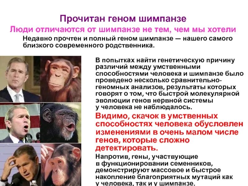 Интеллектуальные способности шимпанзе. Геном шимпанзе. Ген шимпанзе и человека. Геном человека и шимпанзе.