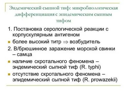 Сыпной тиф почему сыпной