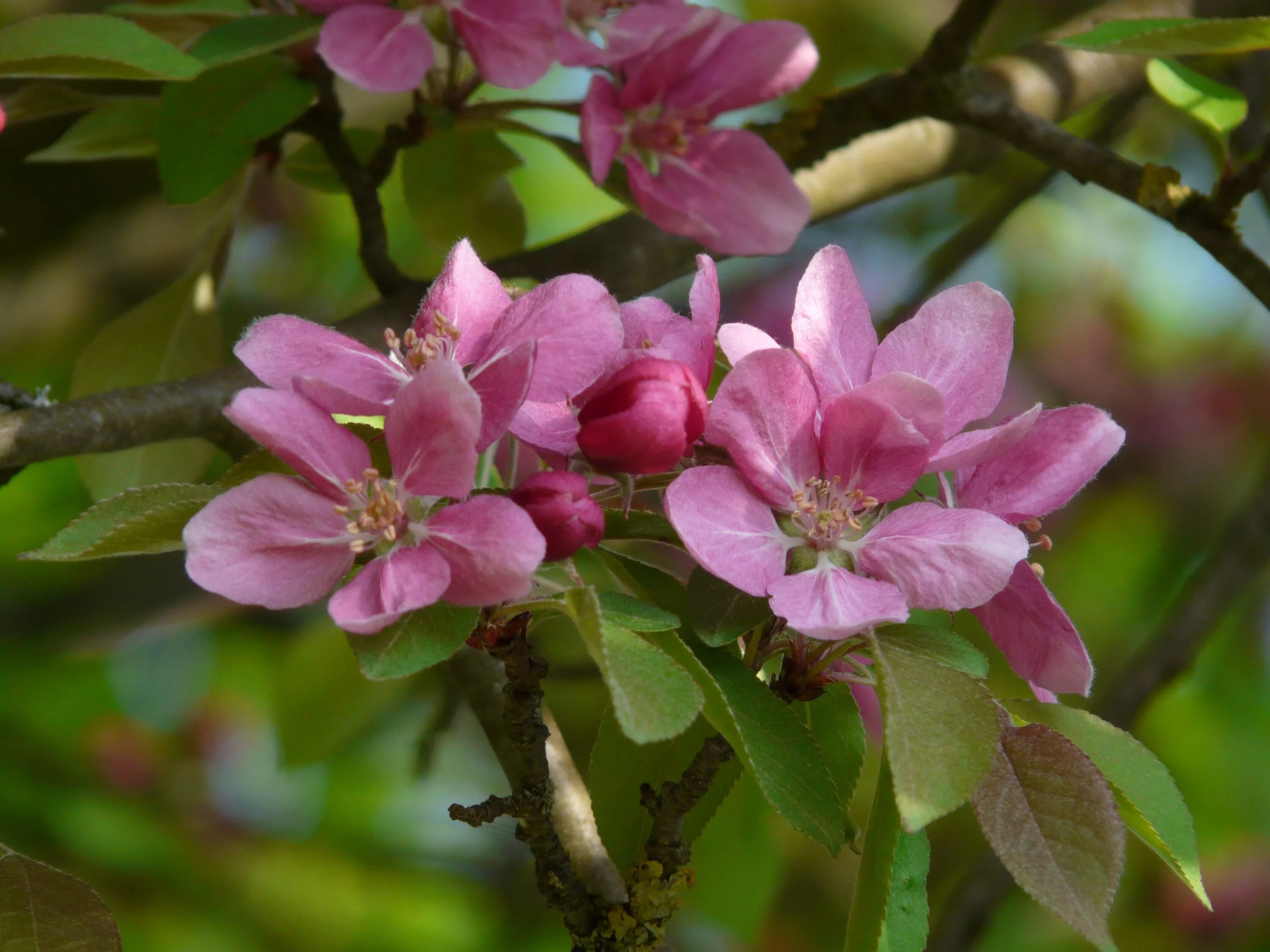 Цветение инжирного персика. Peach Blossom Tree. «Персиковое дерево в цвету» (1888,музей крёллер — Мюллер, Отерло). Инжирный персик цветет.