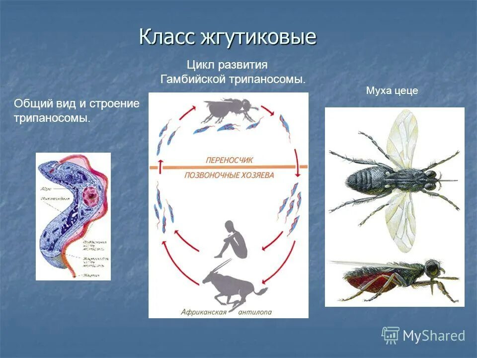 Муха це-це переносчик трипаносомы. Трипаносомы цикл Муха ЦЕЦЕ. Простейшие трипаносомы цикл развития. Трипаносома окончательный и промежуточный хозяин.
