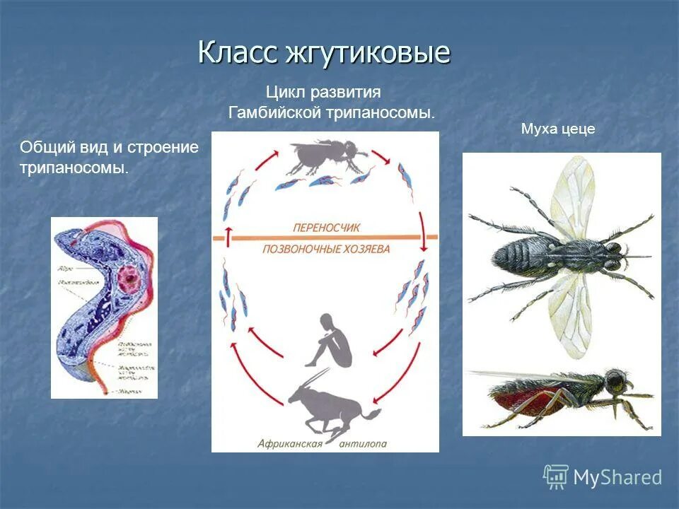 Тип це. Муха це-це переносчик трипаносомы. Трипаносомы цикл Муха ЦЕЦЕ. Простейшие трипаносомы цикл развития. Трипаносома окончательный и промежуточный хозяин.