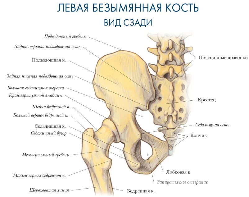 Задняя подвздошная кость. Тазовая кость гребень подвздошной кости. Подвздошная кость анатомия Синельников. Крестец подвздошная кость анатомия.