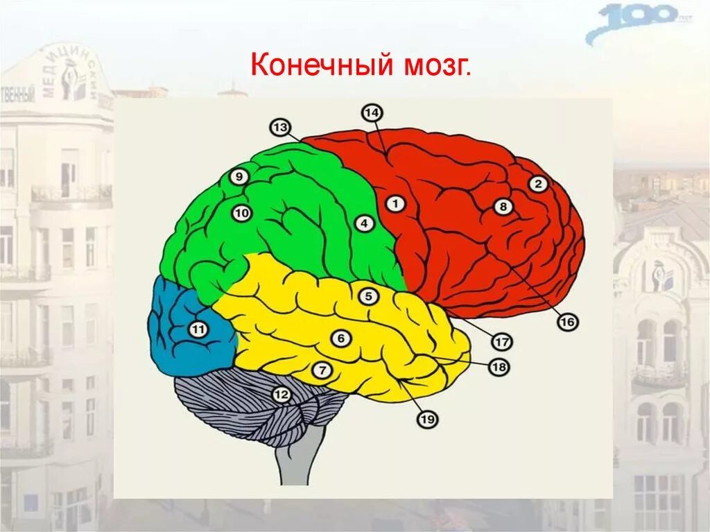 Две коры головного мозга. Доли конечного мозга анатомия. Конечный мозг строение. Доли полушарий конечного мозга.