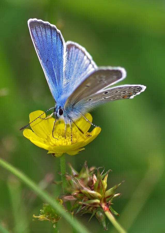 Бабочки голубянки чудесной. Polyommatus Amandus. Бабочка голубянка. Голубянка быстрая Polyommatus Amandus.