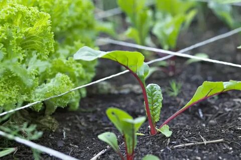 Ground vegetables
