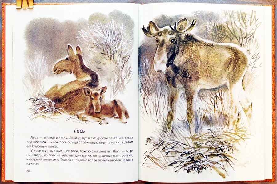 Снегирев рассказы текст. Снегирёв. Произведения г. Снегирев рассказы о природе книга. Снегирев о природе.