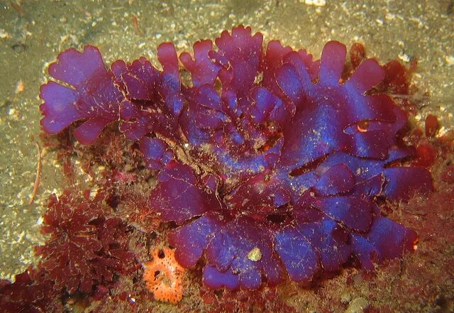 Багрянка, красные водоросли, Rhodophyta.. Филлофора водоросль. Красные водоросли Филлофора. Красильная Багрянка.