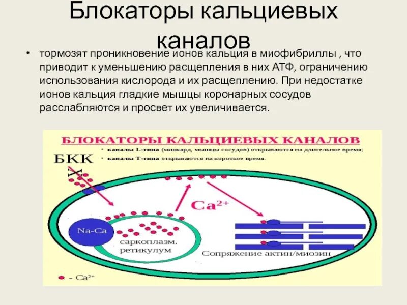 Блокаторы кальциевых каналов препараты поколения. Блокаторы кальциевых каналов. Блокаторы кальциевых каналов (БКК). Блокаторы кальциевых каналов классификация. Ингибиторы медленных кальциевых каналов.