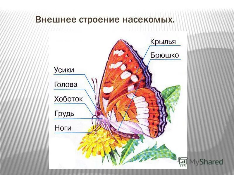 Каково внешнее строение насекомых. Каково внешнее строение насекомых