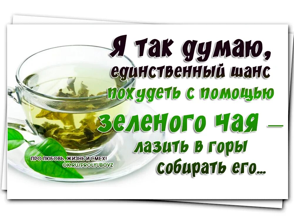 Песни пей чай зеленый. Зеленый чай для похудения. Я так думаю что похудеть помощью зеленого чая. Зелёный чай помогает похудеть. Похудеть с помощью зеленого чая.