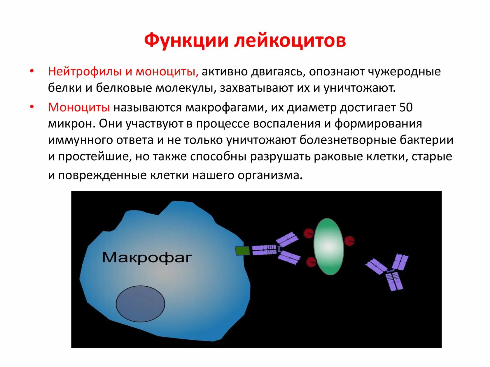 3 функция лейкоцитов. Регенеративная функция лейкоцитов. в чём проявляется защитная роль лейкоцитов в организме человека?. функции лейкоцитов неспецифические защитные механизмы. функции лейкоцитов транспорт.