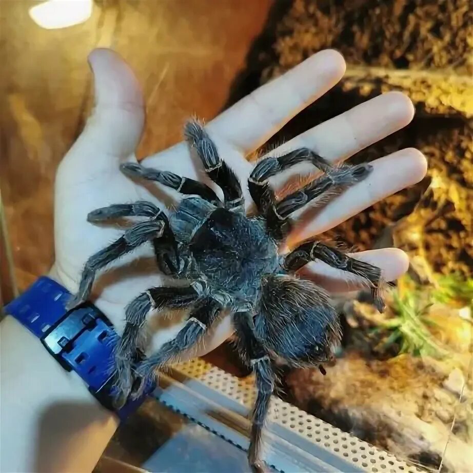 Baby eublefars and the bird-eating spider lasiodor parachiban are for sale. For 