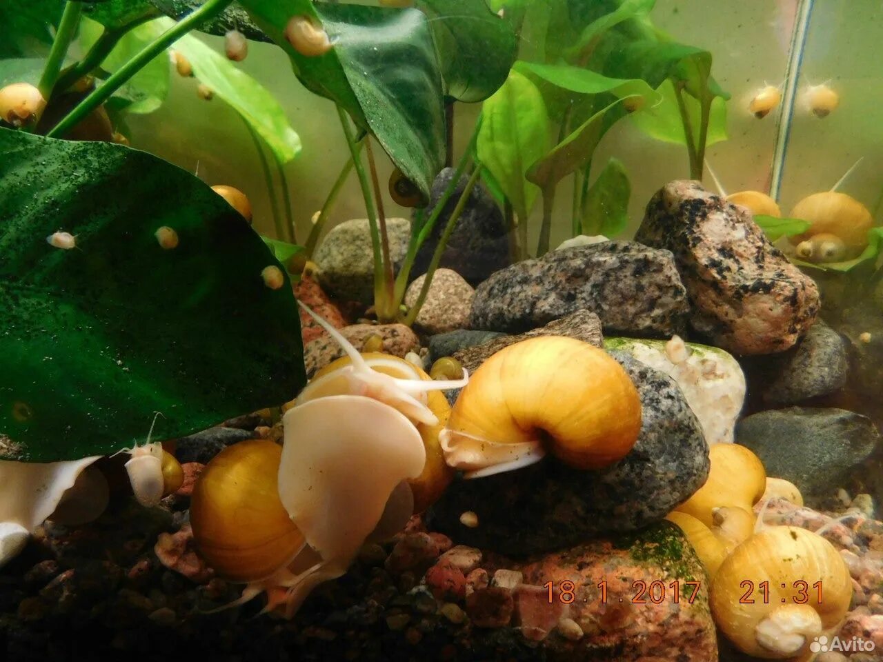 Яйца улиток в аквариуме