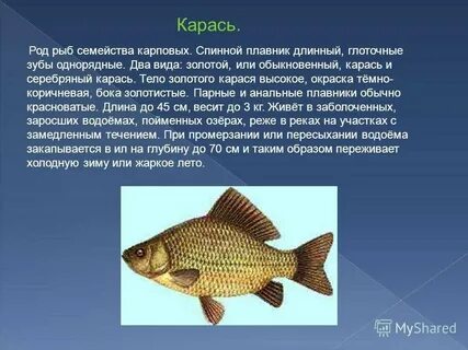 Окраска туловища плавников